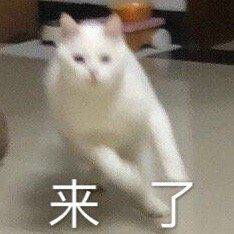 e88c72cf57a0eb2c90f6d2644582dfa4表情