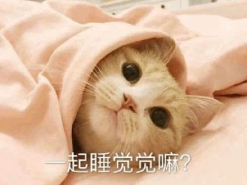 可爱小猫表情包