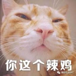 可爱猫咪表情包搞笑文字头像
