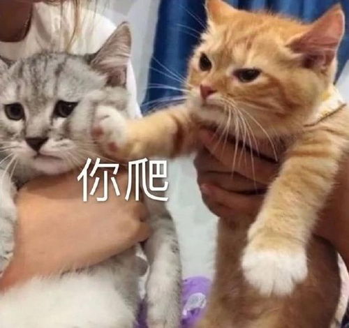 搞笑表情包图片瞧我笑一笑十年少