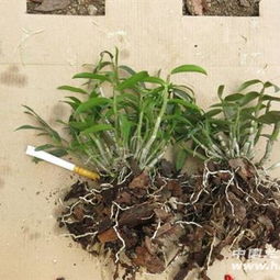 霍山铁皮石斛3年苗2丛150包邮2丛50苗左右3