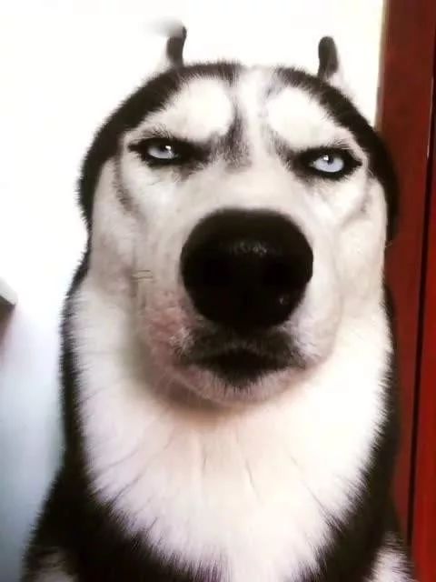 二哈图片搞笑表情包搞笑