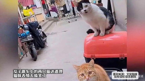女子跟车上的两只猫讲道理,猫咪表情太搞笑了