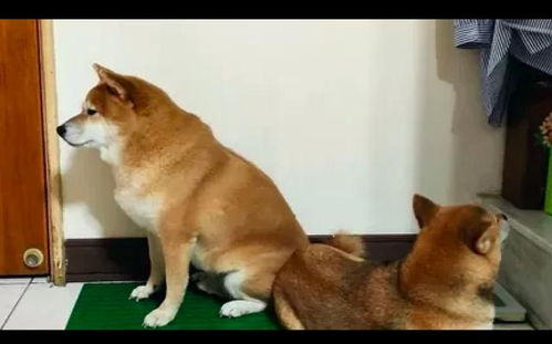 两只柴犬被主人罚面壁,它们互相背对着坐谁都不理谁,还赌气呢