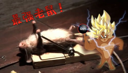 四川方言猫和老鼠耗子用老鼠夹练肌肉沙雕配音笑痛肚子127万粉丝645点赞热议中搞笑视频免费在线观看