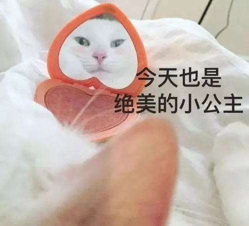 爆笑猫图表情包又来啦