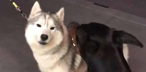 平日嚣张无比的二哈遇到了杜宾犬,一副认怂的表情太搞笑了