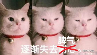 家长群作妖风云录疯狂秀地位,花式求好感,一言不和踢出群