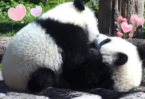 聊天表情库熊猫宝宝可爱表情包炸弹又来啦