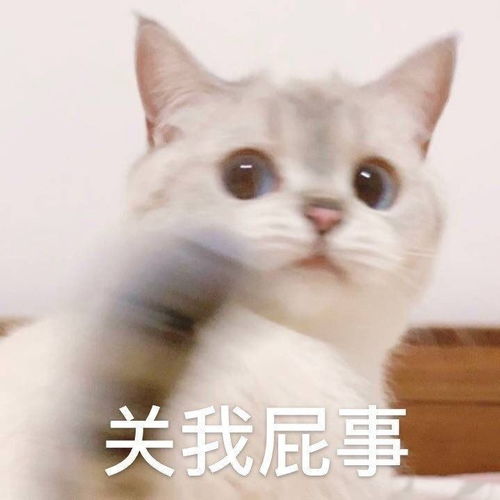 沙雕小白猫表情包腾讯新闻