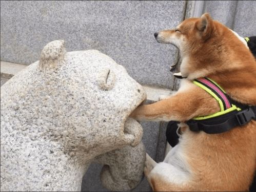 柴犬假装被石兽咬到表情赢了