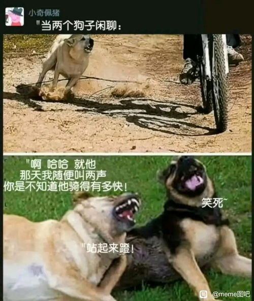 404notfound群友沙雕梗图,吊图,memes,漫画,表情包,搞笑图日更侵删哔哩哔哩