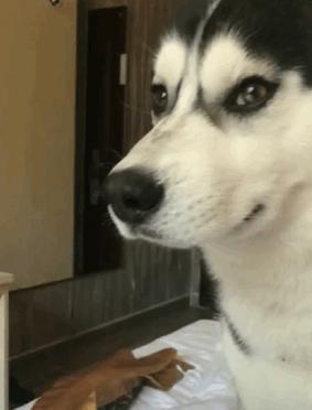狗狗有这6个行为,很可能是把自己当人了