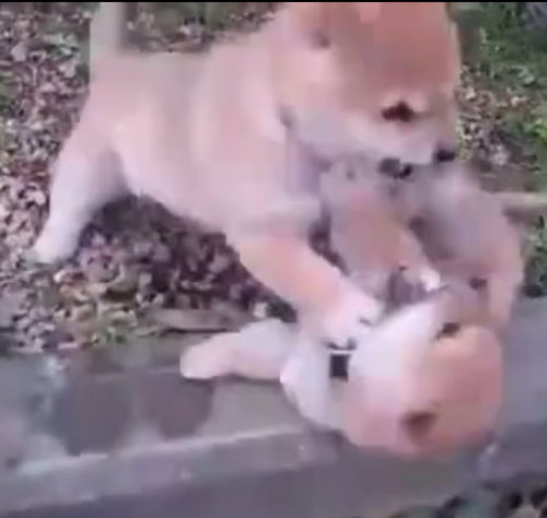 柴犬果然是社会狗哥,还是小奶狗就开始打架,不过却意外的把人萌翻了