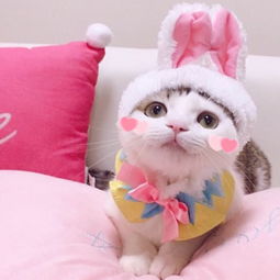 兔耳朵猫咪