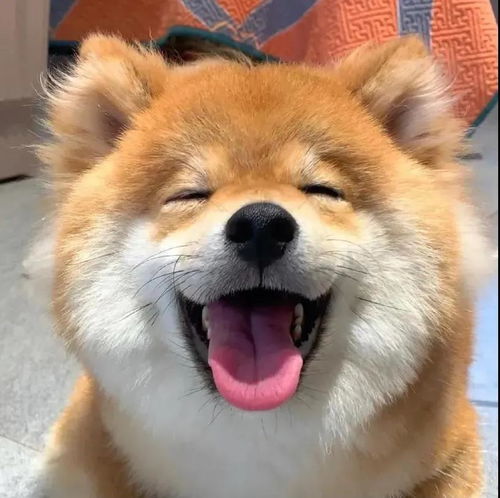 有些狗狗的笑容简直不能太治愈听说养柴犬还能延年益寿的