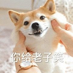可爱小动物表情包合集29