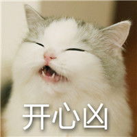 超凶比你还凶的表情包猫咪超凶表情包
