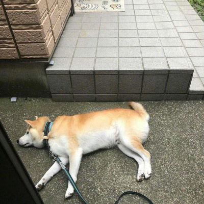 柴犬头像搞笑高清图片单身狗头像柴犬系列