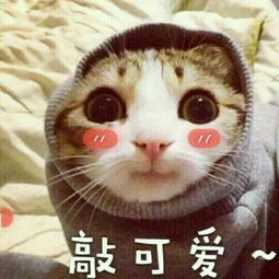 猫猫蹲坐的时候为什么喜欢把尾巴尖搭在小手手上面