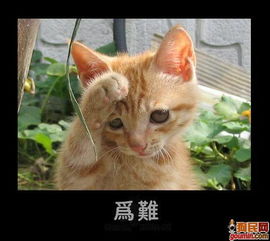 微信表情图片搞笑猫咪