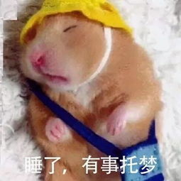 呆萌可爱的小动物表情包小兔几什么也不机到