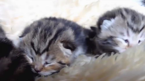 毛毯上的小奶猫们,萌萌哒的小表情,有趣极了