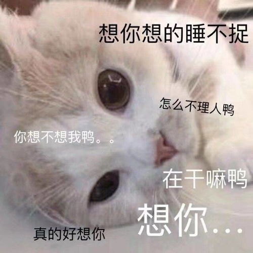 有趣表情包可爱的小猫咪第一弹