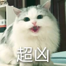 猫咪表情包,已完结堆糖,美好生活研究所超可爱猫咪表情包