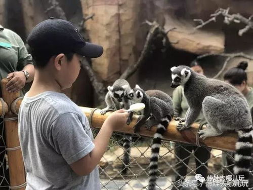 不要总惦记长隆了,身边的这个野生动物园也超好玩啊