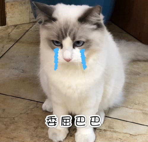 表情可爱萌猫表情包委屈巴巴的小猫咪真是太让人心疼了表情