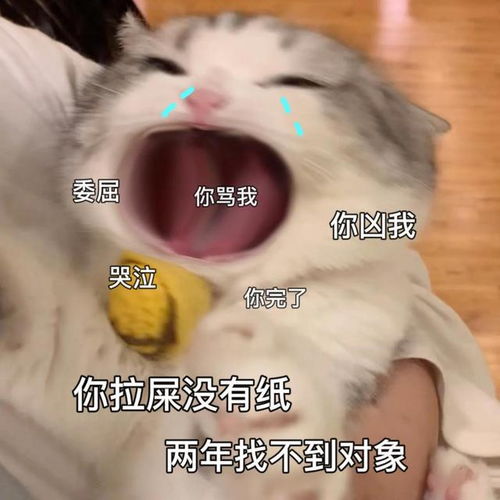 喵星人可爱搞怪表情包系列