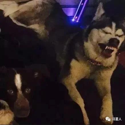 狗子的这些丑照,可真是不舍得删呢