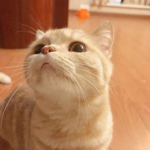 可爱猫咪头像