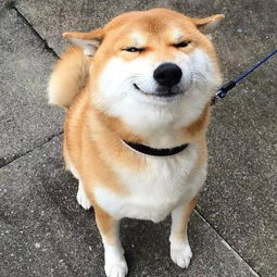 说真的,柴犬是不是二哈徒弟