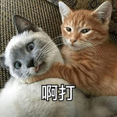 我超级喜欢的一组搞笑猫猫表情,超可爱沙雕哇,快来收图