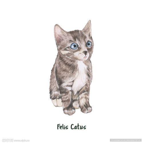 卡通猫设计图
