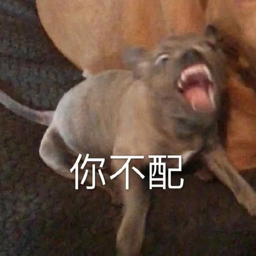 最新热门搞笑的表情包图片