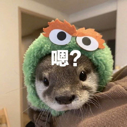 萌宠表情包说着玩不行吗