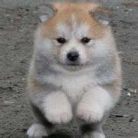 搞笑秋田犬头像微信头像图片大全