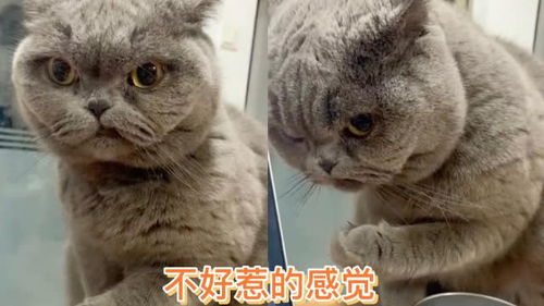 爆笑动物合集之这眼神,这表情,一看就不好惹的感觉