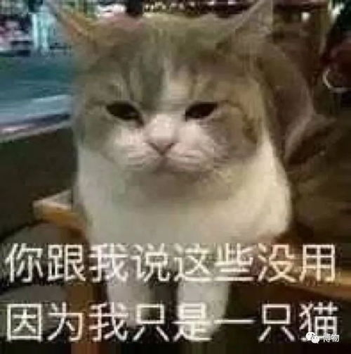 猫咪搞笑表情包养猫