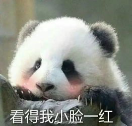 傻子表情包搞笑视频熊猫