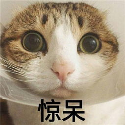 2018猫咪可爱带字搞笑头像qq群头像我从一个小可爱长成大可爱