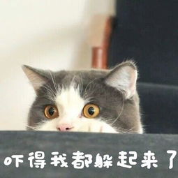 很俏皮秀逗的猫咪头像图片带字,送给还上学的你