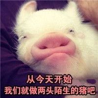 可爱萌萌哒的精致小猪猪微信恶搞表情包合集