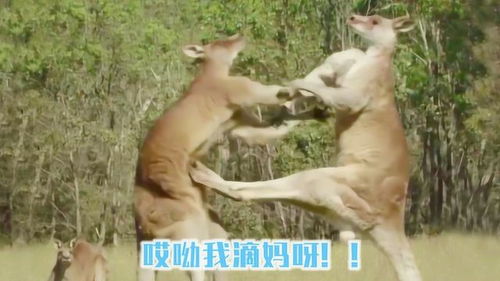 荒野间谍2神奇动物表情包大赏眼神暗藏小心机,沙雕气息max