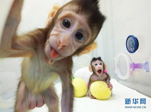 世界首例克隆猴在华诞生,人类真的可以永生吗