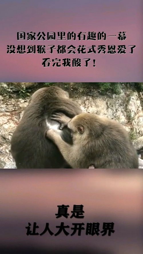 猴子搞笑表情包泰国公园