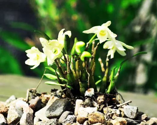 铁皮石斛盆栽种植方法,养护好了真好看